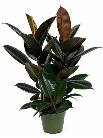 Ficus Abidjan Clump 2pp