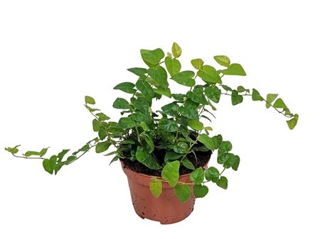 Ficus Pumila Green Sunny