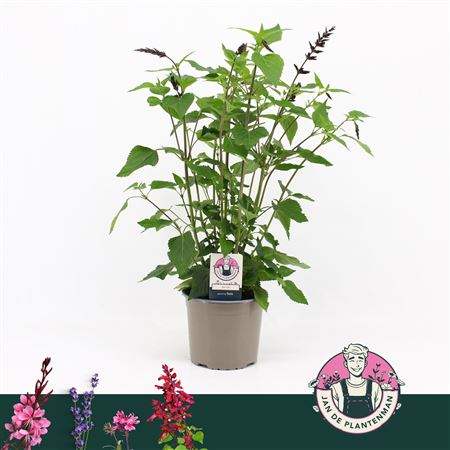 Salvia Guarantica Black And Lavender Pink