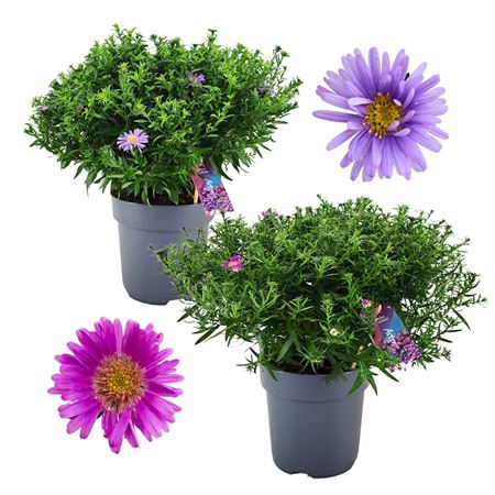 Aster Dumosus Alpha Mix