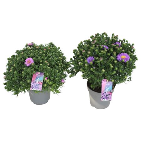 Aster Dumosus Alpha Mix