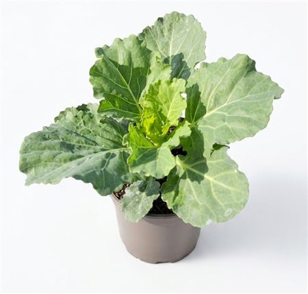 Brassica Smooth White