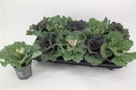Brassica Smooth Mix