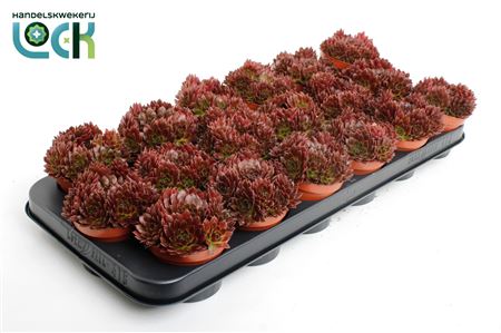 Sempervivum Corser
