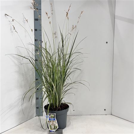 Chlorophytum Saunderisiae Starlight