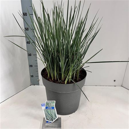 Dianella Revoluta Coolvista