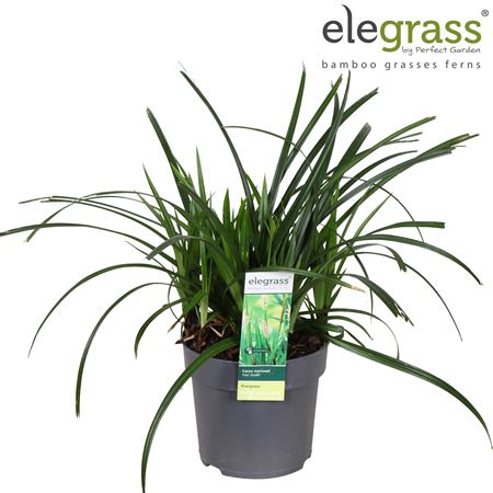 Carex Irish Green