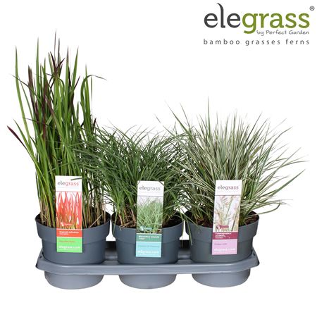 Grass Mix