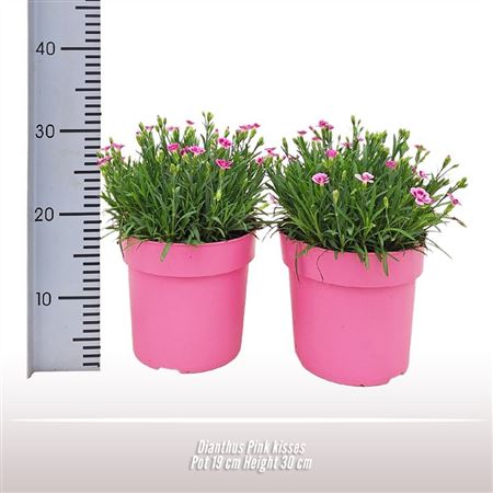 Dianthus Pink Kisses