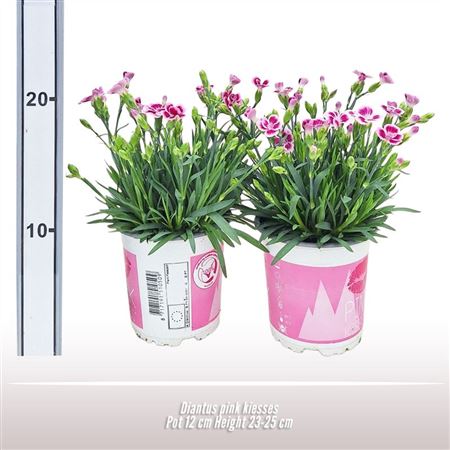 Dianthus Pink Kisses