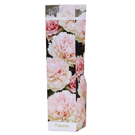 Paeonia Double Pink