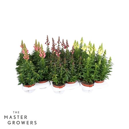 Antirrhinum Majus Mix