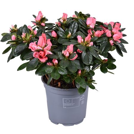 Azalea Vogel Luntera Salmon