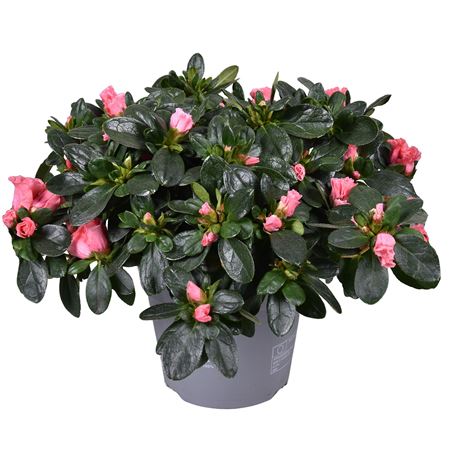 Azalea Vogel Luntera Salmon