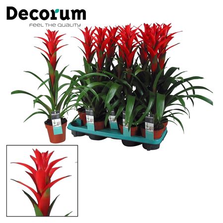 Guzmania Ostara (decorum)