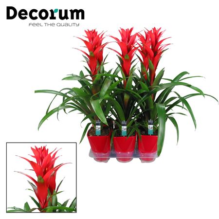 Guzmania Ostara Luxe Ceramic (decorum)