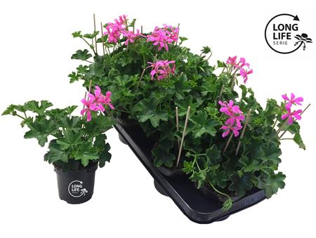 Pelargonium Pelt Lila