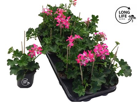 Pelargonium Pelt Pink
