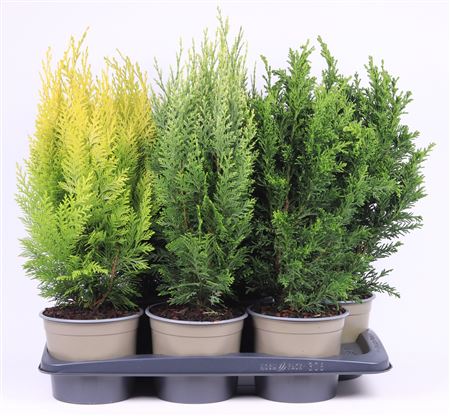 Chamaecyparis Mix