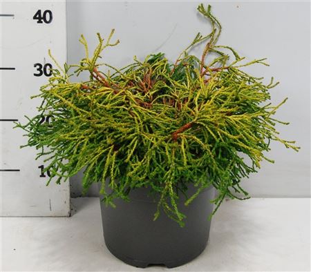 Chamaecyparis Obt Gitte