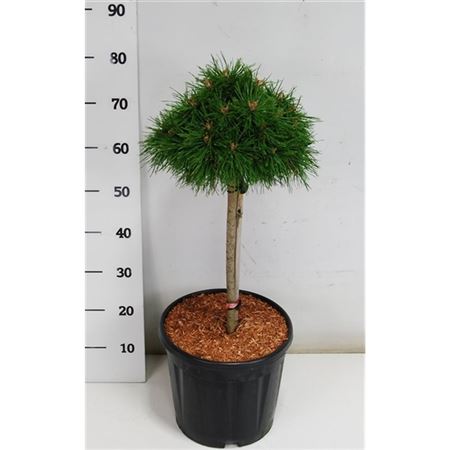 Pinus Mugo Benjamin