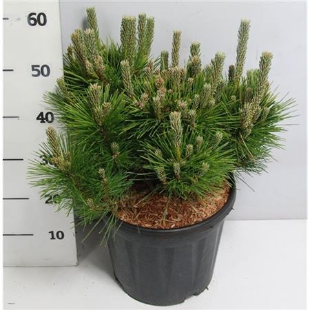 Pinus Thunb Sayonara