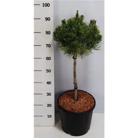 Pinus Mugo Carsten