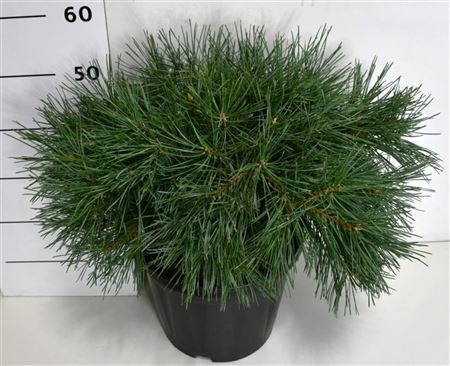 Pinus Sylv Repens