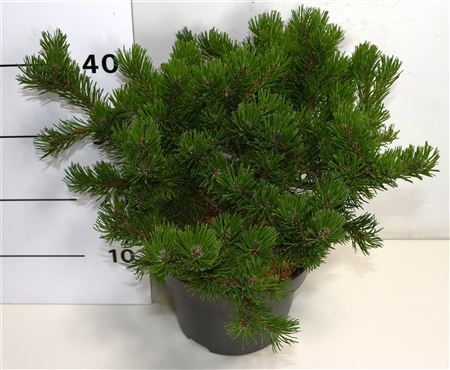 Pinus Mugo Klosters Grun