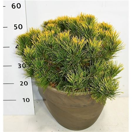 Pinus Strobus Macopin In Terra Cotta