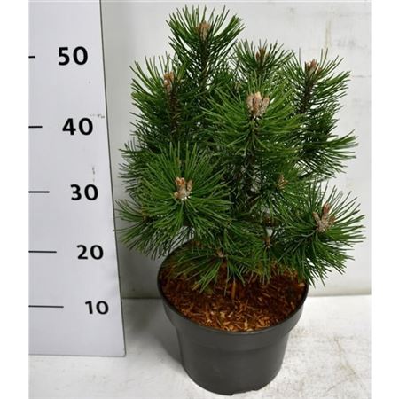 Pinus Mugo Columbo