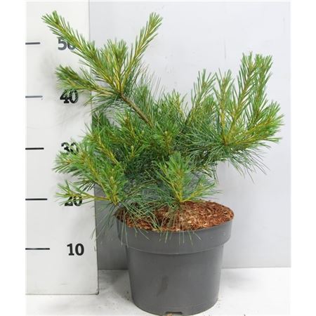 Pinus Strobus Blue Shag