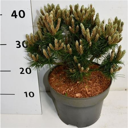 Pinus Strobus Macopin