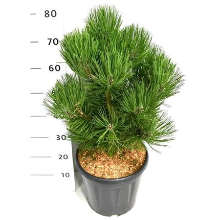 Pinus Strobus Macopin