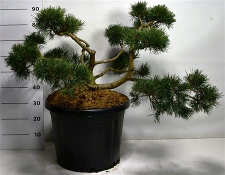 Pinus Sylv Repens