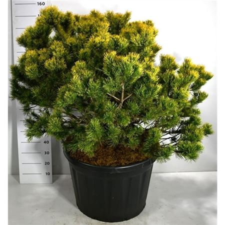 Pinus Mugo Winter Gold