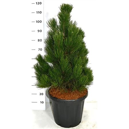 Pinus Heldreichii Little Dracula