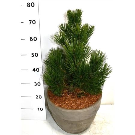 Pinus Heldreichii Little Dracula