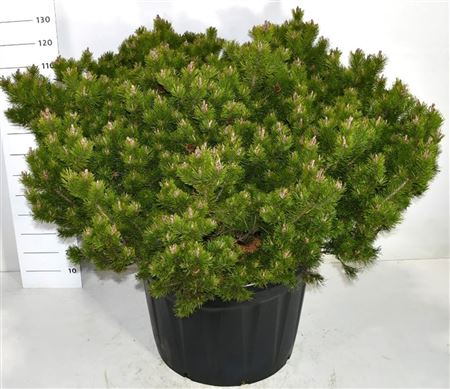 Pinus Mugo Klosters Grun