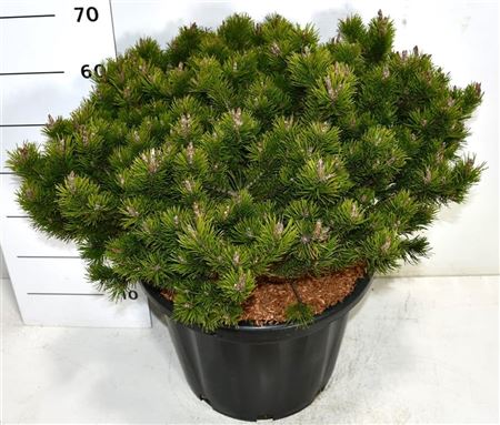 Pinus Mugo Klosters Grun