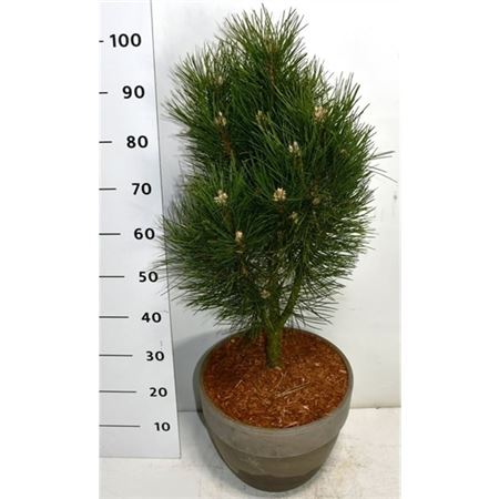 Pinus Nigra Pyramidalis