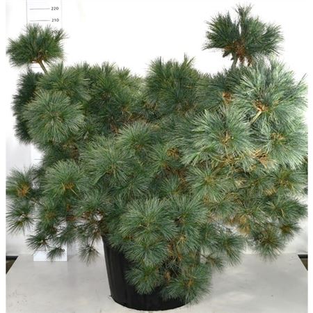 Pinus Strobus Macopin