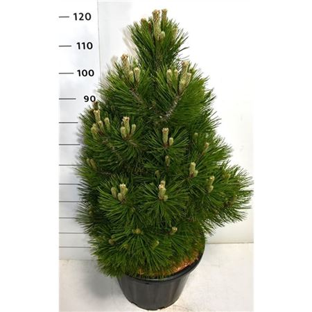 Pinus Heldreichii Malinki