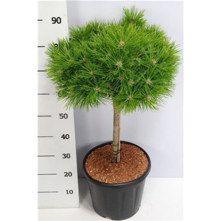 Pinus Dens Low Glow на стебле