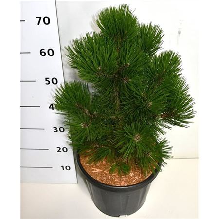 Pinus Heldreichii Malinki