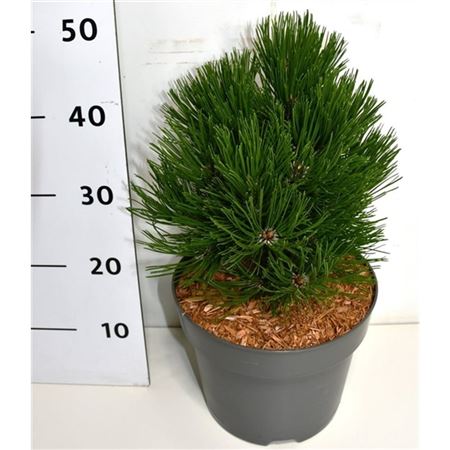Pinus Leucodermis Schmidtii