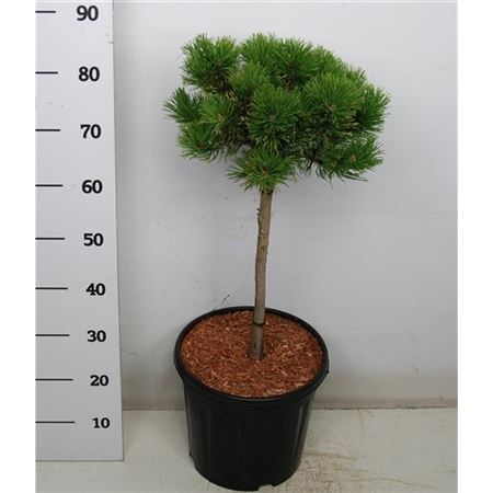 Pinus Mugo Carsten's Wintergold