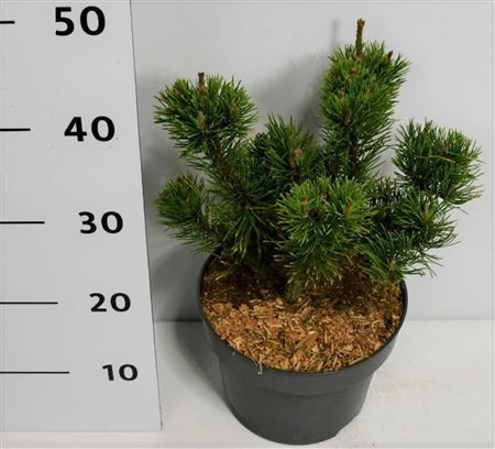 Pinus Mugo Carsten's Wintergold