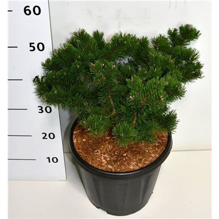 Pinus Mugo Klosters Grun