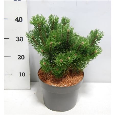 Pinus Mugo Mumpitz